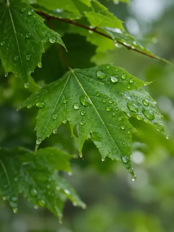 春天的第一场雨海报 - 韩国影院治愈专区片单